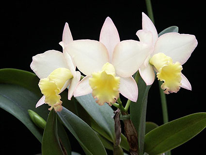 Sc. Fairyland 'Sara'