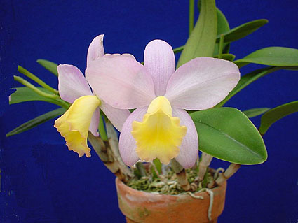 Sc. Fairyland 'Subaru'