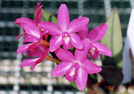 Sl. Cheerio 'Clarissa'