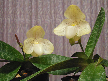 Paph. concolor