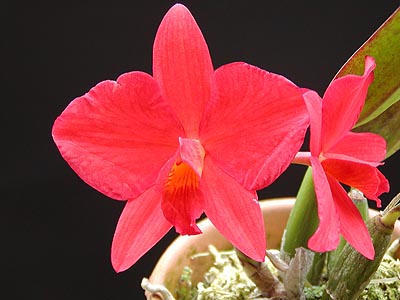 Sl. Isabelle Stone 'Red Lulu' FCC/AOS