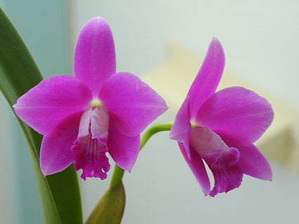 Sl. Jewel Star 'Happy Field'