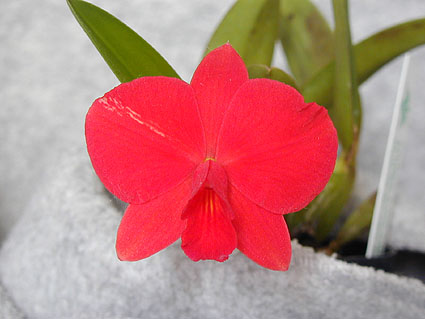 Sl. Little Berry 'Carol'