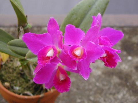 Slc. Estella Jewell 'Kazumura'