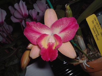 Slc. Gemstone 'Sailor Moon'