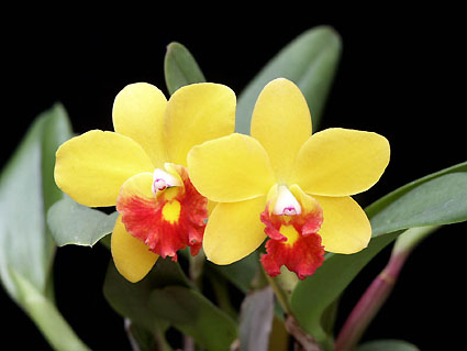 Slc. Jungle Beau 'Lakeland'