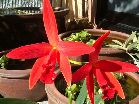 Slc. Kagaribi Dawn 'Red Star'