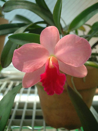 Slc. Million Kiss 'Cupid'