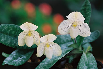 Paph. concolor