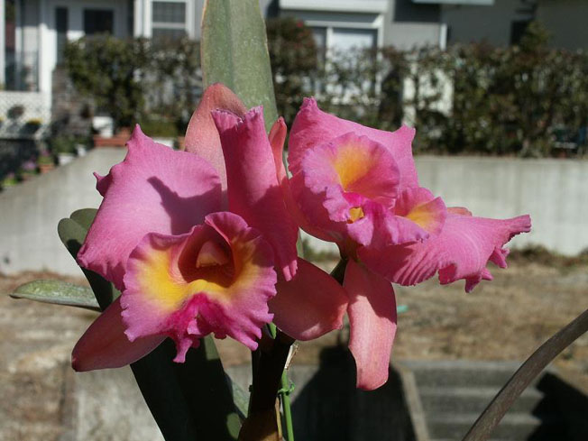 Slc. Misty Girl 'Royal Queen'