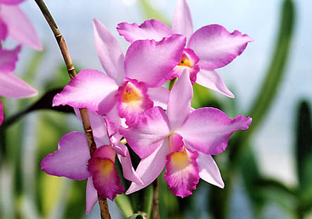 Slc. Rubescent Atreus 'Pinkie'