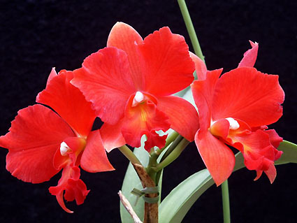 Slc. Sunrise Doll 'Aeca Venus'