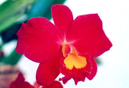 Slc. Wendy's Valentine 'June'