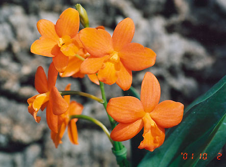 Stanfieldara Orange Stardust 'Masumi'