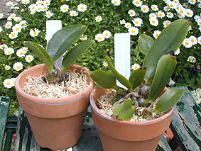 C. walkeriana �̕c