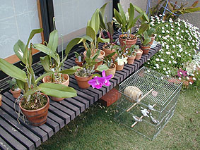 �����ڂ���