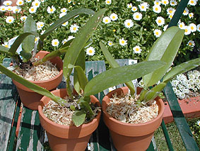 ��c���̃J�g���A