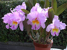 Blc. Pamela Hetherington 'Coronation'