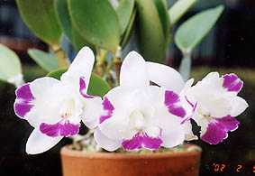 Lc. Mini Purple x C. Cherry Chip