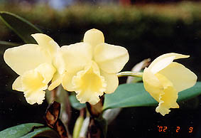 Sc. Fairyland 'Sara'