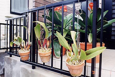 ���֑O�ɒ݂邵���J�g���A