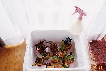 �~�j�J�g���A�̐A���ւ�