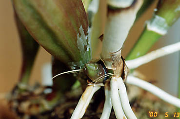 �h�����r�[�g�̐V��