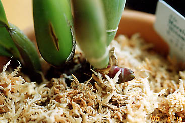 ���[�j���O�O���E�̐V��