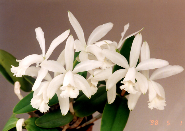 C. intermedia var. alba