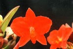 Soph. coccinea