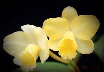 Sc. Fairyland 'Lemon Pie'