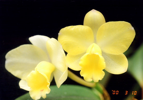 Sc. Fairyland 'Lemon Pie'