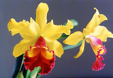 Blc. チャイナゴールド
