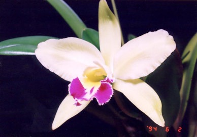 Blc. Greenwich 'Elmherst'