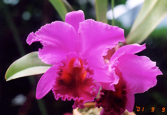 Blc. Memorian Crispin Rosales 'Victory'