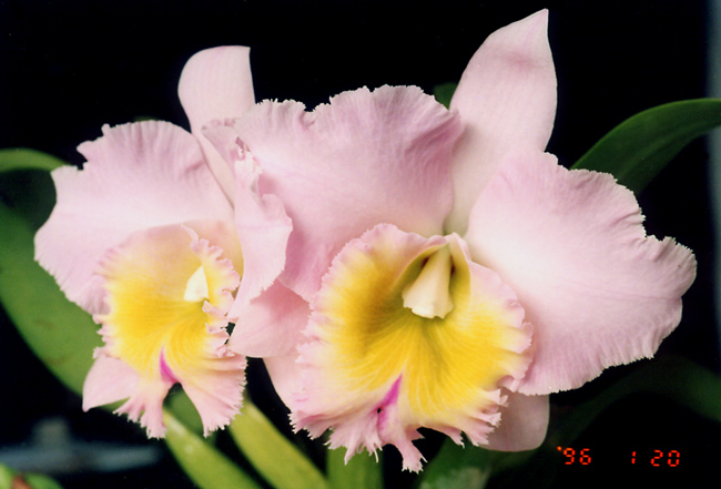 Blc. Nacouchee 'Fantasia'