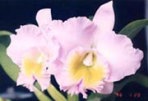 Blc. Nakoch Fantasia