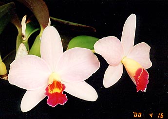 �A�ؔ����B���ĎB�����ʐ^