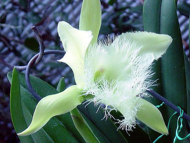 B. digbyana 'Shoko'