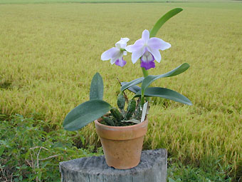 Lc. Mini Purple coerulea