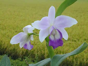 Lc. Mini Purple coerulea