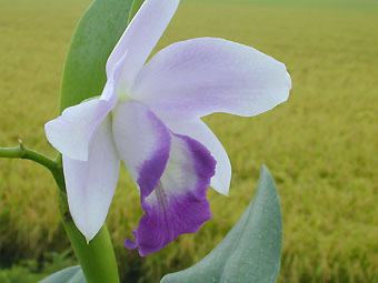 Lc. Mini Purple coerulea