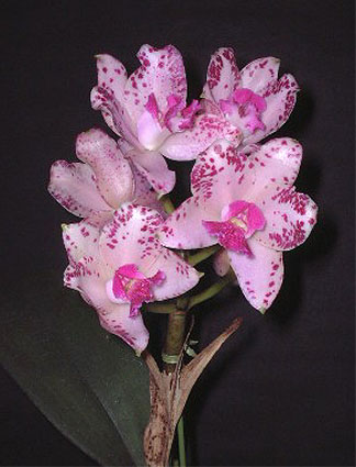 C. amethystoglossa