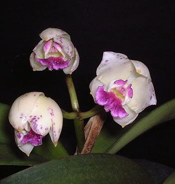 C. amethystoglossa var. coerulea