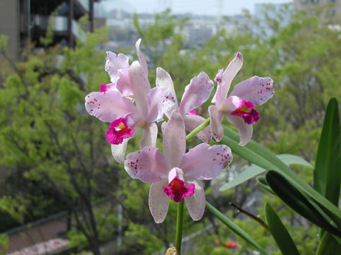 C. amethystoglossa 'Erico'