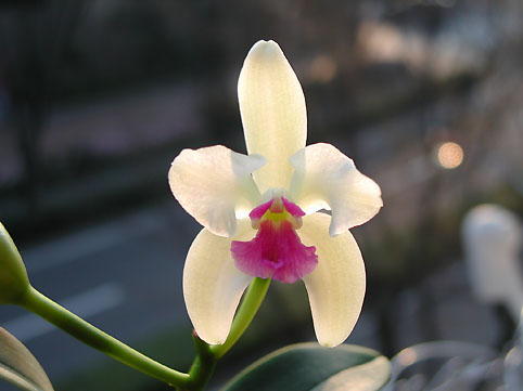 C. amethystoglossa var. semi-alba