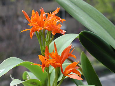 C. aurantiaca