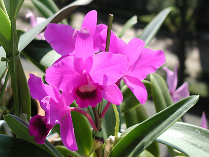 C. bowringiana 'Dr. Kopeky' x 'Splenens'