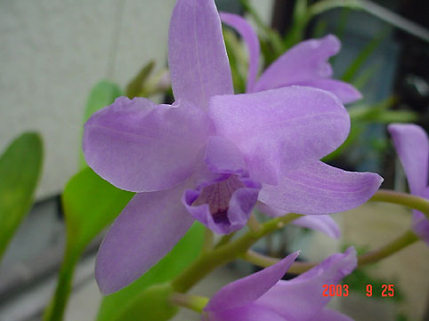 C. bowringiana var. coerulea