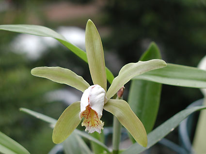 C. forbesii var. alba